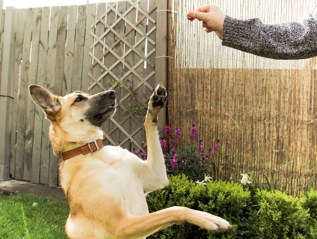 dresseur de chien rabat