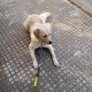 dresseur de chien rabat