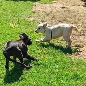 dressage de chiens