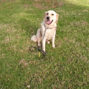 dressage chiens a rabat