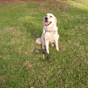 dressage chiens rabat