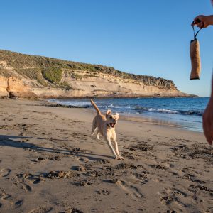 dresseur de chien rabat